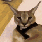 3145CED4-821C-463F-89B1-0F4D29401B97.gif