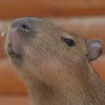 capybara.jpg