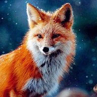 Foxy