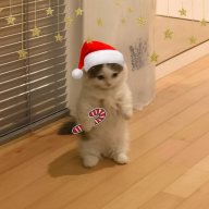 KPblCA_B_KLETKE
