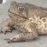 hyhopszUp52